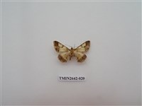 藏品(尺蛾170)的圖片